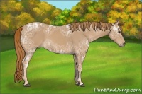Horse Color:Chestnut Ice 