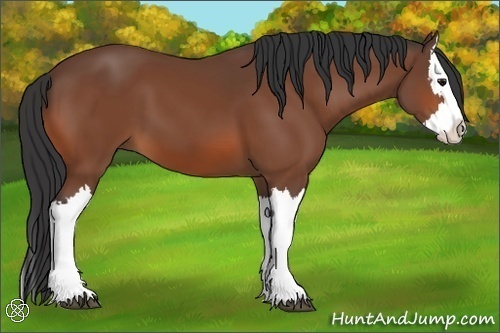 Horse Color:Bay Splash 