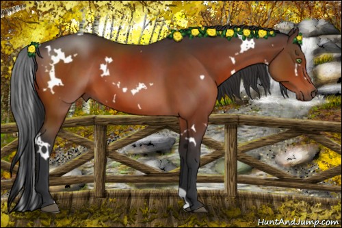 Horse Color:White Spotted Bay 