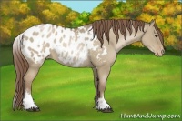 Horse Color:White Spotted Grullo Pearl Appaloosa Rabicano 