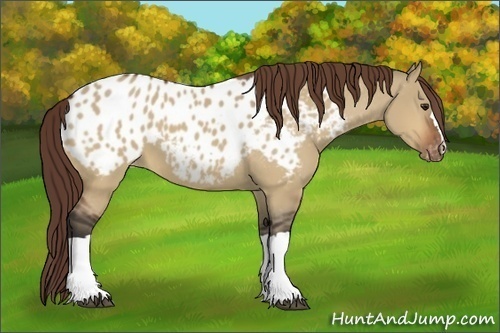 Horse Color:Bay Dun Appaloosa 