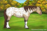 Horse Color:Bay Dun Appaloosa 