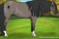 Horse Color:Grullo Brindle 