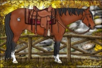 Horse Color:Bay Sabino 