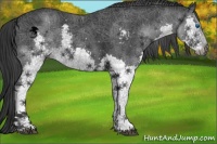 Horse Color:Black Splash