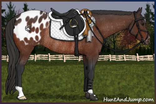 Horse Color:Brown Blanket Rabicano 
