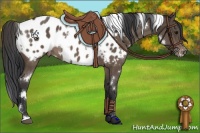 Horse Color:White Spotted Bay Appaloosa