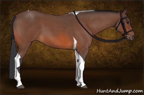Horse Color:Bay Roan Tobiano 