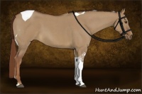 Horse Color:Red Dun Roan Tobiano 