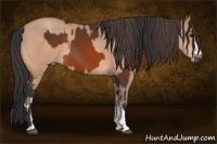 Horse Color:Bay  and Amber Champagne 