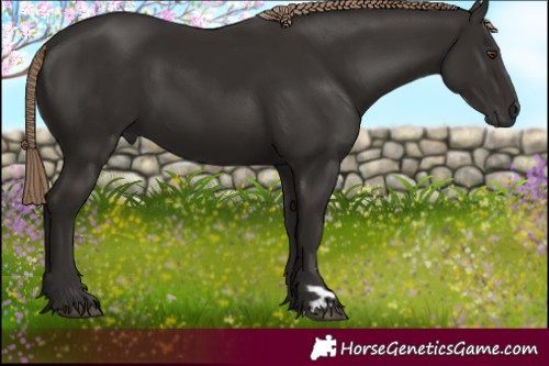 Horse Color:Liver Chestnut 
