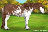 Horse Color:Chestnut Sabino 