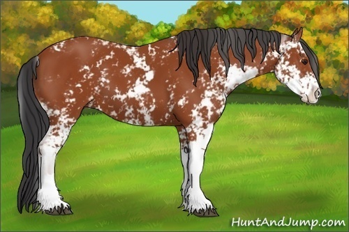 Horse Color:Bay Sabino