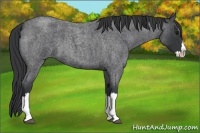 Horse Color:Blue Roan Splash 