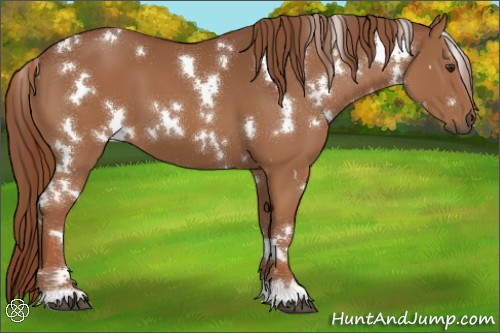 Horse Color:White Spotted Chestnut 