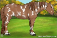 Horse Color:White Spotted Chestnut 