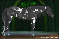 Horse Color:White Spotted Black Appaloosa