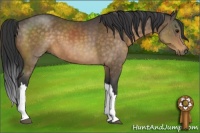 Horse Color:Buckskin 