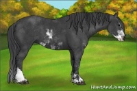 Horse Color:Black Sabino