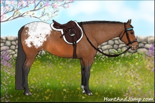 Horse Color:Bay Appaloosa Rabicano 