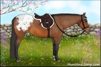 Horse Color:Bay Appaloosa Rabicano