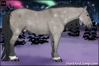 Horse Color:Grullo Roan 