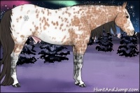 Horse Color:Bay Ice Frame Near Leopard