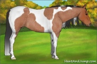 Horse Color:Bay Roan Tobiano