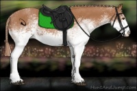 Horse Color:White Spotted Chestnut 