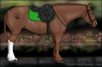 Horse Color:Chestnut Rabicano 