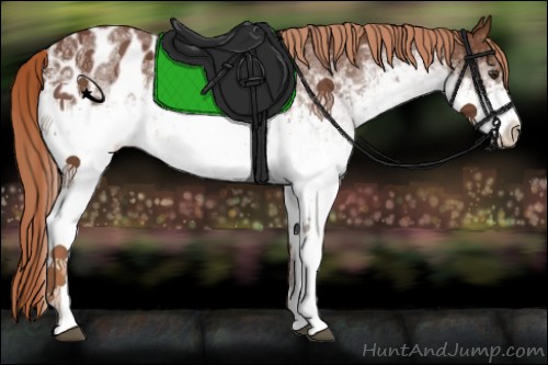 Horse Color:White Spotted Chestnut Appaloosa 