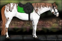 Horse Color:White Spotted Chestnut Appaloosa 