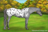 Horse Color:Black Appaloosa 