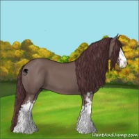 Horse Color:Chocolate Grullo Sabino 
