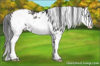 Horse Color:Grullo Sabino 