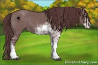 Horse Color:Chocolate Grullo Sabino 