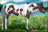 Horse Color:White Spotted Bay Tobiano 
