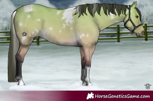 Horse Color:White Spotted Buckskin Dun Tobiano 