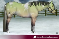 Horse Color:White Spotted Buckskin Dun Tobiano 