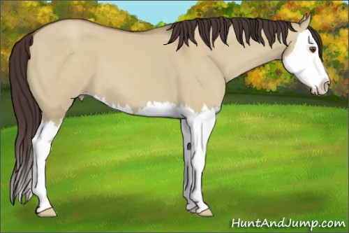 Horse Color:Classic Champagne Dun Splash 