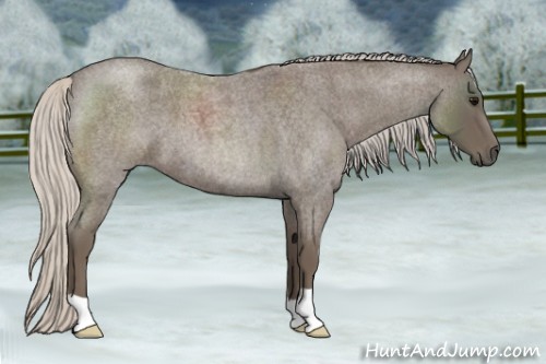 Horse Color:Silver Blue Roan 