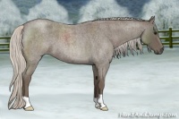 Horse Color:Silver Blue Roan