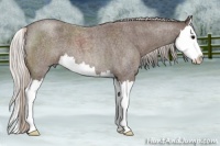 Horse Color:Silver Blue Roan Splash