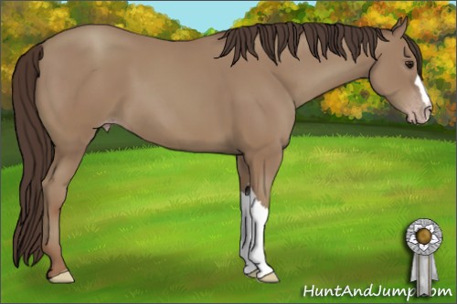 Horse Color:Classic Champagne 