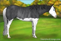 Horse Color:Black Splash Rabicano