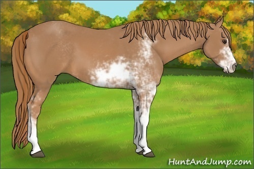 Horse Color:Chestnut Sabino 