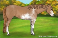 Horse Color:Chestnut Sabino
