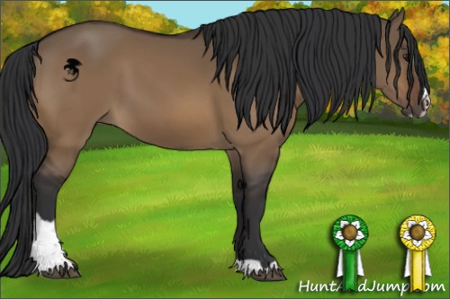 Horse Color:Brown Dun Sabino