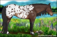 Horse Color:Brown Near Leopard