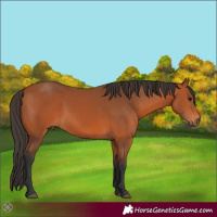 Horse Color:Bay 
